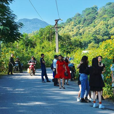 Lên Ba Vì ngắm hoa dã quỳ nở rộ 5