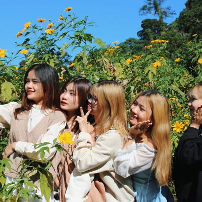 Lên Ba Vì ngắm hoa dã quỳ nở rộ 4