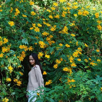 Lên Ba Vì ngắm hoa dã quỳ nở rộ 3