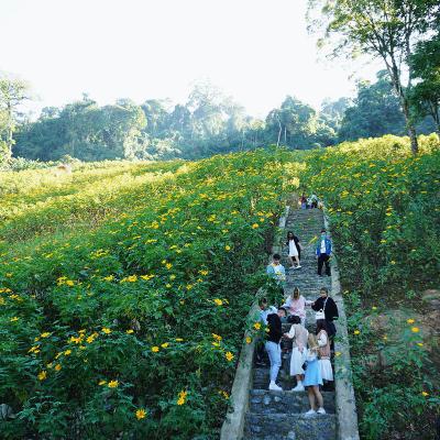 Lên Ba Vì ngắm hoa dã quỳ nở rộ 1