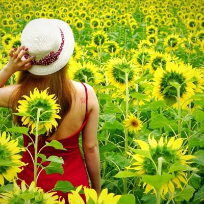 Vườn hướng dương nở rộ ở Hải Dương 1