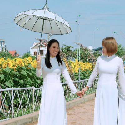 Vườn hướng dương nở rộ ở Hải Dương 4