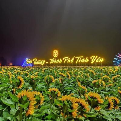 Vườn hướng dương nở rộ ở Hải Dương 6