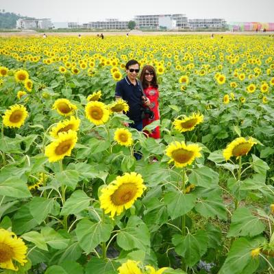 Vườn hướng dương nở rộ ở Hải Dương 7