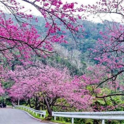 Đà Lạt 4 mùa hoa 8