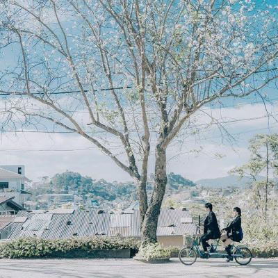 Đà Lạt 4 mùa hoa 9